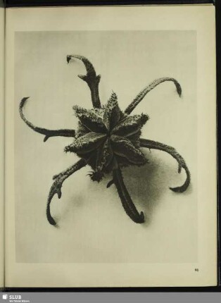 Cajophora lateritia (Loasaceae). Ziegelrote Brennwinde. Blütenknospe in 15facher Vergrößerung