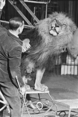 Zirkus Aeros im Winterquartier Leipzig. Charles Illeneb, Stammdompteur der gemischten Raubtiergruppe, bei der Löwendressur