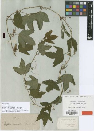Passiflora aurantia G.Forst. [type]