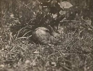 Wildkaninchen (Oryctolagus cuniculus L.)