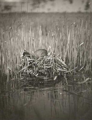 Blässhuhn (Fulica atra L.), vom Nest gehend