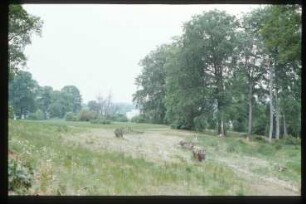 Potsdam, Park Babelsberg,Potsdam, Wohngebiet Glienicker Horn : Blick vom Park Babelsberg auf Wohnsiedlung