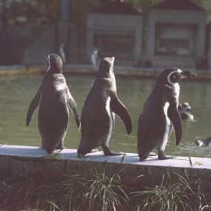 Dresden. Zoologischer Garten, Humboldtpinguine