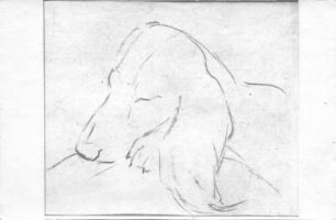 Ruhender Dachshund. Kohlezeichnung (1948; E. Richter). Dresden-Striesen, Borsbergstraße 11, Atelier der Künstlerin
