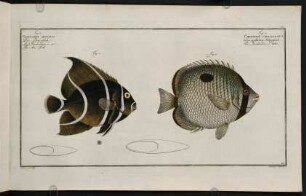 CCIr, Fig. 1.: Chaetodon Unimaculatus. Fig. 2.: Chaetodon Arcuatus