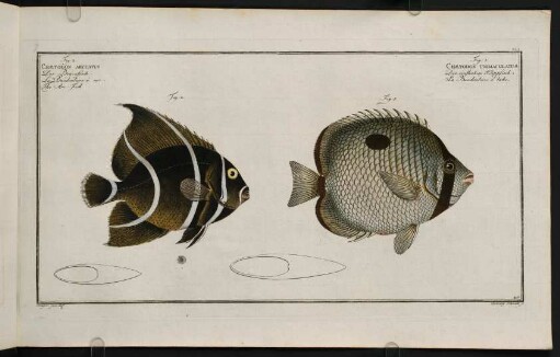 CCIr, Fig. 1.: Chaetodon Unimaculatus. Fig. 2.: Chaetodon Arcuatus