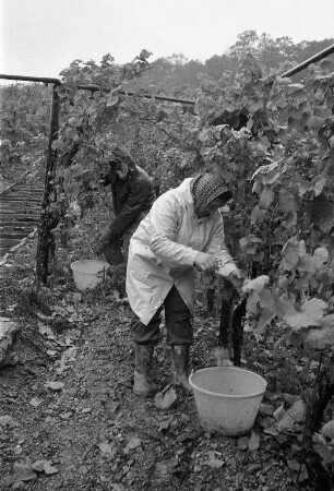 Staatliche Rebveredelungsanstalt Durlach. Auxerrois-Weinlese in den Weinberghängen am Turmberg