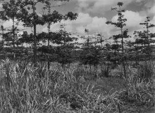 Baum- und Grasvegetation : Baum- und Grasvegetation