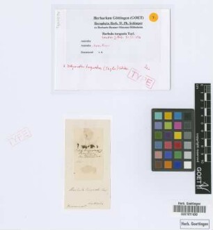 Barbula torquata Taylor [isotype]