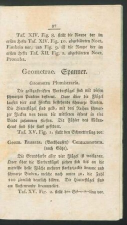 Geometrae. Spanner.