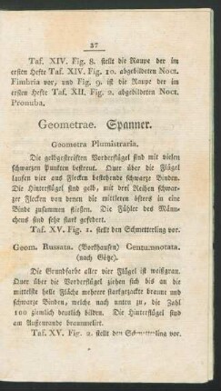 Geometrae. Spanner.