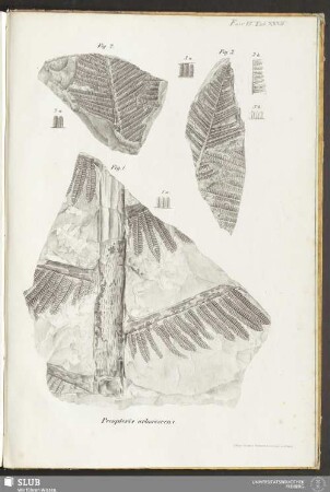 Fasc. VII. Tab. XXXIV. Pecopteris arborescens