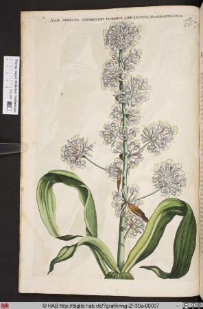 ALOE AFRICANA ARBORESCENS. No. 2.