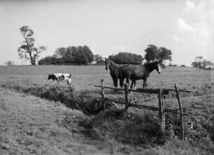 Altes Land