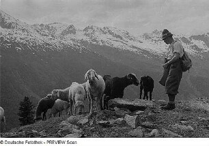 Schafherde und Schäfer im Ötztal