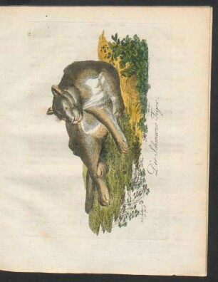 Tafel 10.: Der Schwarze Tiger.