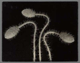 Mohnknospen (Papaver somniferum)
