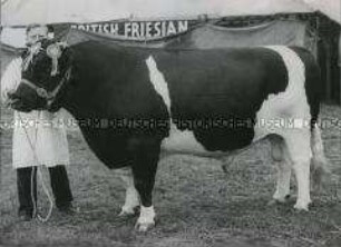 Prämierter Holstein-Bulle bei der Royal Agricultural Society's Show in Bristol (England)