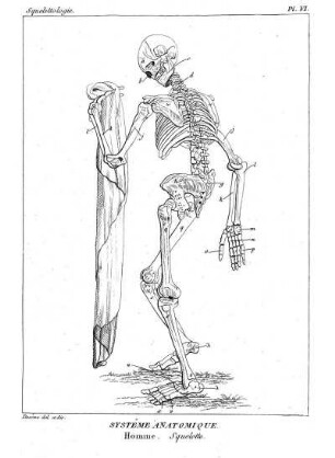 Pl. VI. Systême Anatomique Homme. Squelette