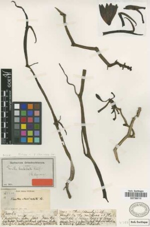 Vanilla barbellata Rchb.f. [isotype]