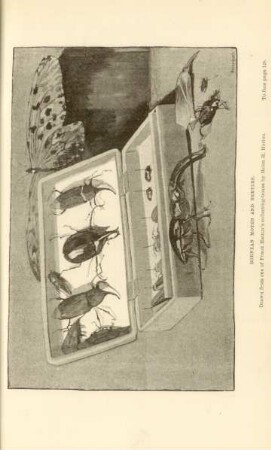 Bornean month and beetles