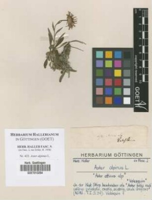Aster alpinus L.