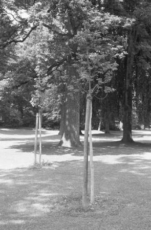 Fällung von 15 massiv geschädigten Eichen, Linden und Ahornbäumen im Schlossgarten Karlsruhe