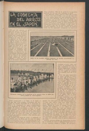 La cosecha de arroz en el Japón