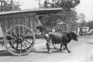 Büffelkarren am Weg (Exkursion: Niederländisch-Indien 1938)