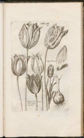 Tab. 104
