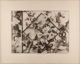 80. Borte und Gruppe aus Clematis, Eibisch und Stechapfel mit Schlange