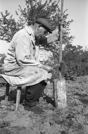 Anpflanzung von Bohnen.