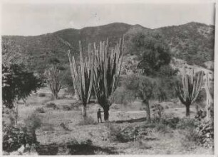 Trockenvegetation mit Carapari und Quebrachoblanco bei Huertas, Provinz Campero