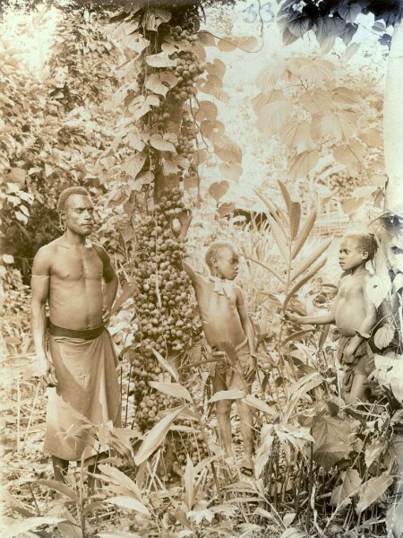 "Vambis with 2 young on a fig tree in Tavumpavau, Lamasong"