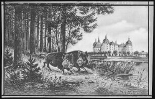 Moritzburg. Jagdschloss mit Wildschweinen