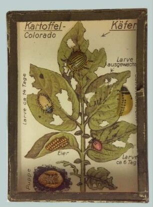 Kartoffel- oder Colorado-Käfer, Leptinotarsa decemlineata Sey