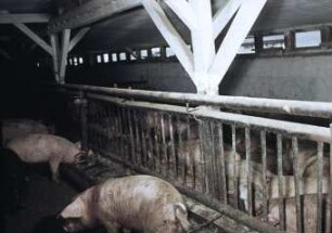 Umgebauter Maststall für ca. 400 Schweine