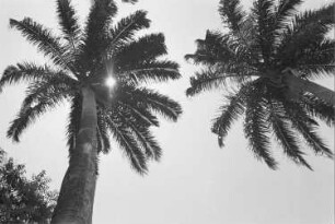 Reisefotos. Palmen im Mittelmeerraum