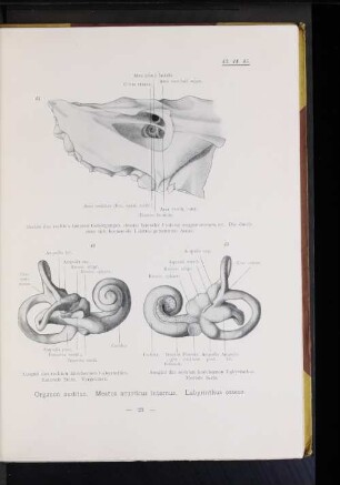 Organon auditus. Meatus acusticus internus. Labyrinthus osseus.