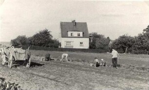 Kartoffelernte in in Oehna : Běrnjace žně we Wownjowje