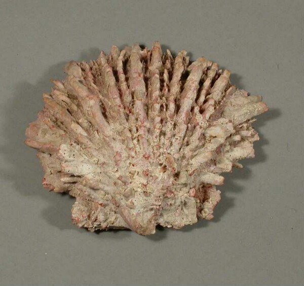 Spondylus shell