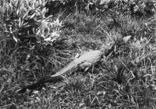 Alligator : Ein Alligator im Camp der Reisegesellschaft.
