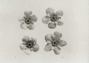 Blütenstand (Vergissmeinnicht, Myosotis)