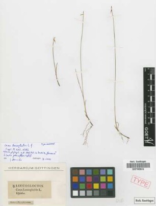 Carex leucoglochin L.f. [type]
