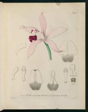115r-115v, Laelia irrorata Rchb. ...