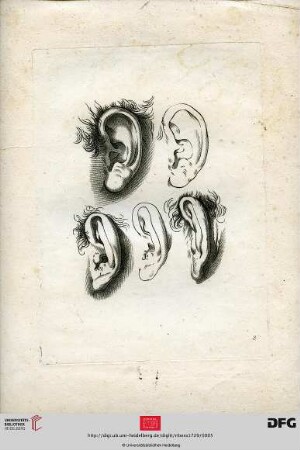 Taf. 8-9 [Ohren (Kontur; Schraffur)]