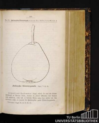 No. 69. Fürstenzeller Winterbergamotte.