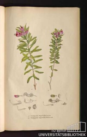 [Tab. 48.] A. Polygala myrtifolia Lin. B. Polygala myrtillifolia nob.