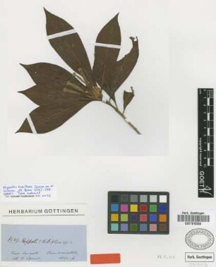Hippotis tubiflora Spruce ex K.Schum. [type]