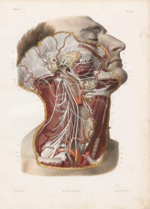 Der Symphaticus auf Höhe von Gesicht und Hals